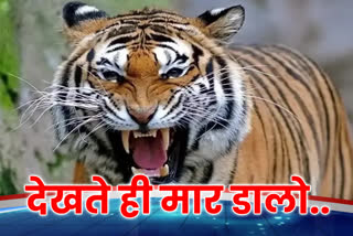 बाघ को मारने के आदेश
