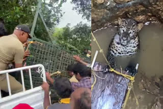 wayanad leopard fell into well rescued  വയനാട്ടില്‍ കിണറ്റില്‍ വീണ പുലിയെ രക്ഷപ്പെടുത്തി  തവിഞ്ഞാല്‍ സ്വദേശി  മുതുമലയിൽ നിന്നെത്തിയ വനം വകുപ്പ്  wayanad leopard falls into well rescued  വയനാട് ഇന്നത്തെ വാര്‍ത്ത  wayanad todays news