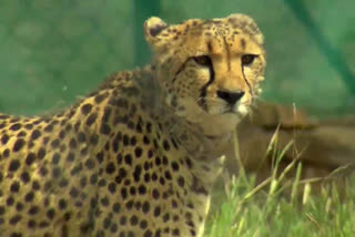 Environment ministry sets up task force to monitor cheetahs at Kuno