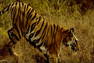 Bihar VTR man eater tiger to be eliminated WB wildlife warden calls it rare