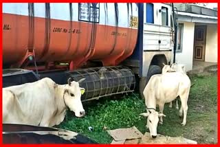 PFA volunteers busy taking care of Cattle seized by Sivasagar police