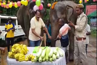 elephant birthday