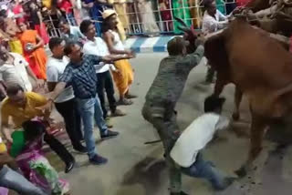 One dies in cattle attack at Durga Puja Carnival in Raiganj
