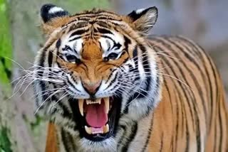 Mother and son killed in tiger attack in Bagaha  Bihar