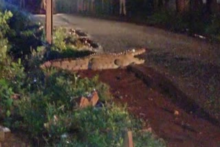 Crocodile Found in Shivpuri