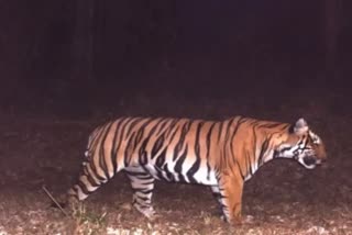 Man eater tiger attacks  Man eater tiger attacks people again in bagaha  bihar Man eater tiger attacks  Man eater tiger kills people  valmiki tiger reserve  വാൽമീകി കടുവ സങ്കേതം  ബഗഹയിൽ വീണ്ടും കടുവയുടെ ആക്രമണം  കടുവയുടെ ആക്രമണം  ബിഹാർ കടുവ ആക്രമണം  കടുവ മനുഷ്യരെ കൊലപ്പെടുത്തി  നരഭോജി കടുവ