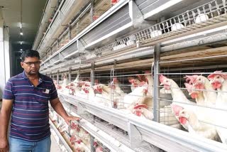 Record chicken egg production Maharashtra farmer success story
