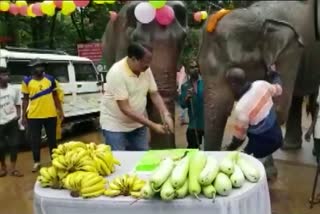 elephant-rajni-birthday-celebration-in-jarkhand