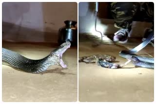 snake spew rat and frog in shivpuri