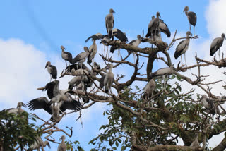 Open bill stork smallest species of Garuda in Khunti Karra found Karra police security provide