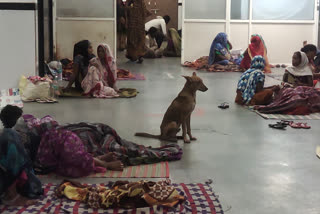 chhatarpur district hospital dog roaming