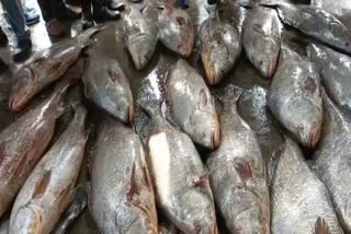 Expensive Fish  Telia Bhola  Digha Fish Market  fish worth about one crore  ദിഘ മത്സ്യ ചന്ത  ദിഘ  തേലിയ ഭോല മത്സ്യങ്ങള്‍  തേലിയ ഭോല  മത്സ്യങ്ങള്‍  ദിഘ അഴിമുഖത്ത്  വിപണി  ഭുബൻ ബേര  ജീവൻ രക്ഷാ മരുന്നുകള്‍