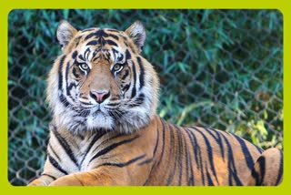 Tiger Killed In Bagaha