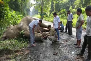 Wild elephant dies of electric shock in Dehing Patkai National Park