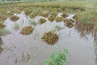 kharif crops in Hadoti Division