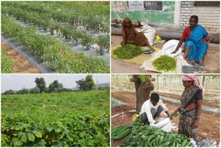 vegetable cultivation