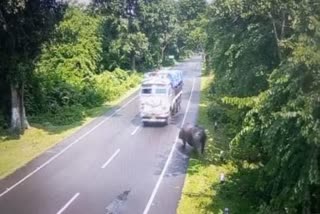 Rhinoceros injured hit by truck in Kaziranga