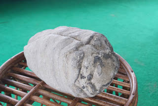 Saharanpur Late Devonian era fossilized glass sponge species discovered in Shivalik foothills