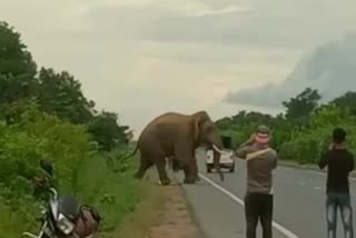 terror of elephants in Pratappur