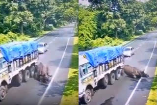 Rhino hit by truck in Assam's Haldibari, CM shares video