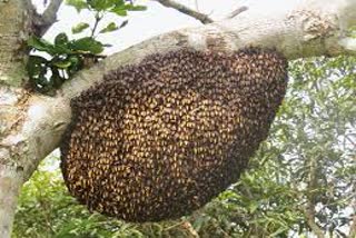 Honey bee attack on Bus