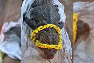 Kasargod anantha padmanabha swamy temple  vegetarian crocodile babiya no more  anantha padmanabha swamy temple crocodile no more  ಸಸ್ಯಹಾರಿ ಮೊಸಳೆ ಬಬಿಯಾ ಇನ್ನಿಲ್ಲ  ಅನಂತಪದ್ಮನಾಭಸ್ವಾಮಿ ದೇಗುಲದ ಸಸ್ಯಹಾರಿ ಮೊಸಳೆ  ಬಬಿಯಾ ಮೊಸಳೆ ಭಾನುವಾರ ನಿಧನ  ಬಬಿಯಾ ಮೊಸಳೆ ಇನ್ನಿಲ್ಲ  ಕೇರಳದ ಕಾಸರಗೋಡುನ ಕುಂಬಳ ಅನಂತಪುರ ದೇವಾಲಯ  ಬಬಿಯಾ ಸಸ್ಯಾಹಾರಿ ಮೊಸಳೆ ಎಂದೇ ಪ್ರಖ್ಯಾತ