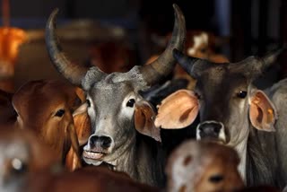 Cattle Smuggling Case