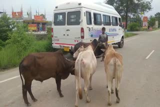 Smuggled cattle seized in Nagaon