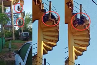 bears climb water tank