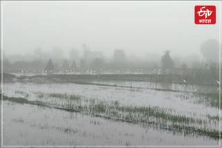 Rain ruined Mustard sowing in Bharatpur