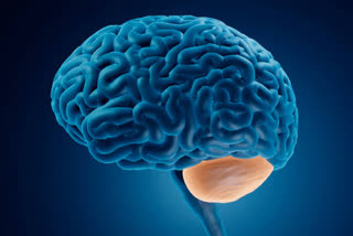 Cerebellum also important in memory formation and storage : Swiss Study