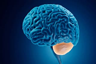 Cerebellum Role in Brain