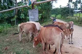 Boko Police seized Smuggled cattle