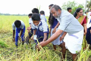 pokkali harvest festival inauguration p prasad  pokkali harvest festival inauguration  pokkali harvest festival  pokkali koythulsavam  ernakulam kadamakkudy  farmers  kerala farmers news  latest news kerala  മലയാളം വാർത്ത  കേരള വാർത്തകൾ  കർഷകരുടെ ആനുകൂല്യങ്ങൾ  ഓരോ കൃഷി ഭവനിലും ഒരു മൂല്യ വർധിത ഉൽപ്പന്നം  പൊക്കാളി കൊയ്‌ത്തുത്സവം  പൊക്കാളി കൊയ്‌ത്തുത്സവം ഉദ്ഘാടനം  പൊക്കാളി കൊയ്‌ത്തുത്സവം ഉദ്ഘാടനം പി പ്രസാദ്  പൊക്കാളി കൊയ്‌ത്തുത്സവം ഉദ്ഘാടനം മന്ത്രി  കൊയ്‌ത്തുത്സവം ഉദ്ഘാടനം ചെയ്‌ത് മന്ത്രി  വിപണന സൗകര്യം  വിപണന സൗകര്യം ഒരുക്കാൻ പദ്ധതി  കാർഷിക ഉൽപ്പന്ന പ്രചാരണം  കാർഷിക മൂല്യ വർധിത മിഷൻ  ലോകബാങ്ക്  ലോകബാങ്ക് സഹായം  കൃഷി വകുപ്പ് മന്ത്രി  കൃഷി വകുപ്പ് മന്ത്രി കൊയ്‌ത്തുത്സവം ഉദ്ഘാടനം  മന്ത്രി പി പ്രസാദ്  മന്ത്രി പി പ്രസാദ് കൊയ്‌ത്തുത്സവം ഉദ്ഘാടനം