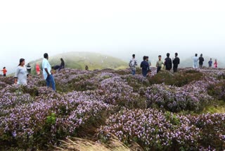 neelakurinji flower  neelakurinji flower in idukki  neelakurinji  restrictions imposed by authorities  rush of tourists  rush of tourists to visit neelakurinji flower  latest news in idukki  latest news today  നീലക്കുറിഞ്ഞി  സഞ്ചാരികളുടെ തിരക്ക്  നിയന്ത്രണം ഏര്‍പ്പെടുത്തി അധികാരികള്‍  ശാന്തൻപാറയിലെ കള്ളിപ്പാറ മല  കടുത്ത നിയന്ത്രണം  ശാന്തൻപാറ ഗ്രാമപഞ്ചായത്തും വനം വകുപ്പും  ഇടുക്കി ഏറ്റവും പുതിയ വാര്‍ത്ത  ഇന്നത്തെ പ്രധാന വാര്‍ത്ത