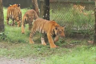Tiger Cubs in Bengal Safari Park