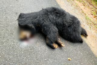 bear dies due to vehicle collision