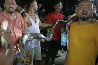 python rescued in rangia