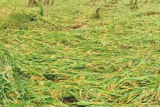 crop destroyed in cyclone in patna