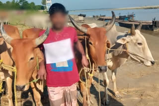 Bangladeshi Detained by BSF in cattle smuggling charge