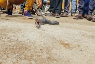 cobra snake spew rat and snake in shivpuri