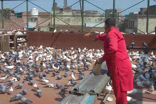 Birds are treated free of cost in ancient Goshala of Ludhiana