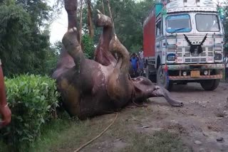 Elephant hit by train in Jorhat