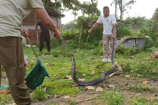 King Cobra in Jalpaiguri