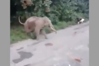 Watch: Baby elephant chased away by puppies
