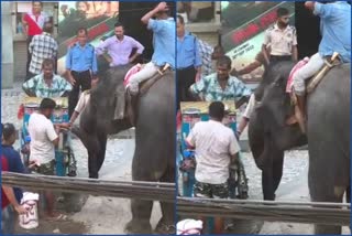 Elephant eating Panipuri video