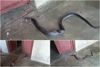 Kitten swallowed by cobra in Rajastan  വീട്ടില്‍ കയറി പൂച്ചയെ വിഴുങ്ങിയ മൂര്‍ഖന്‍പ്പെട്ടു  black cobra  രാജസ്ഥാന്‍ വാര്‍ത്തകള്‍  rajastan news updates  latest news in rajastan  national news  national news updates