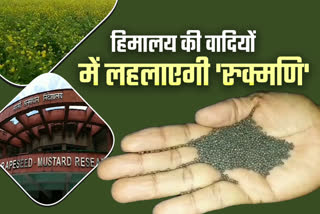 Bharatpur new mustard seed, Bharatpur new mustard seed Rukmani