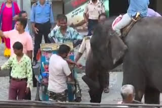 Elephant in Tezpur street enjoys panipuri