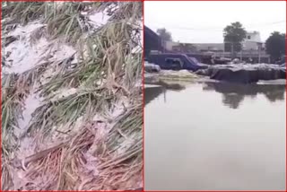 paddy crop damaged due to rain